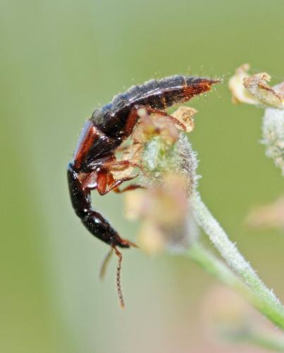 Réf. 245 759 : Othius sp.